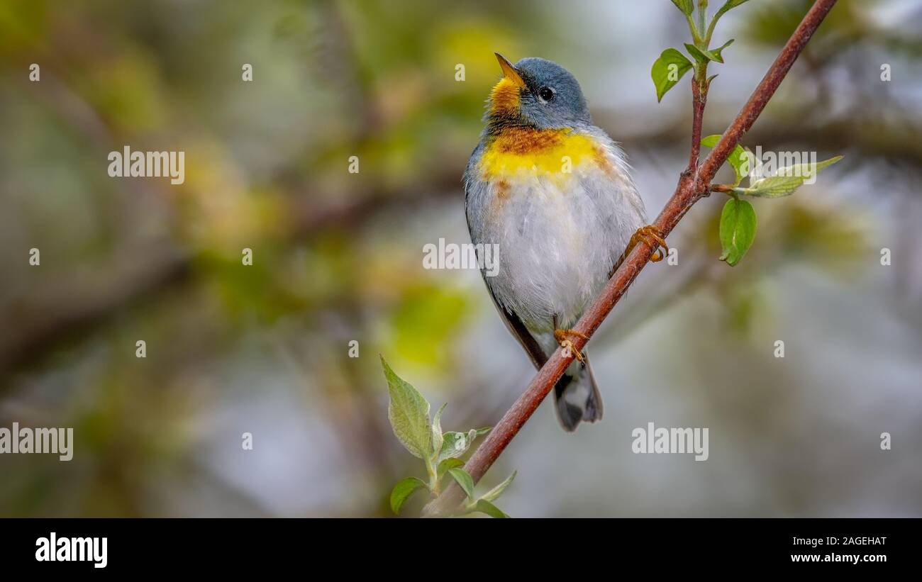 Nördliche Parula Stockfoto