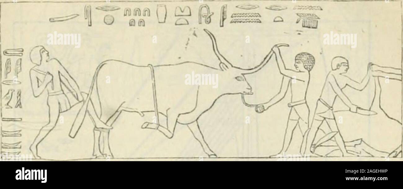 . Ägypten und die Sûdân; Handbuch für Reisende. w Wir Anhang woodcnts von einigen der besten dieser Szenen, froiu Foto - £; raphs von Impressionen von Dr. Reil (d. 1880), und es daher fast Faksimiles. Mit Ausnahme der großen pictTire von Tiengnped in Jagd fp. 168), einer - 19 Ihe original Größe, sie sind auf einen reduziert - twellth der ursprünglichen Größe. von Ti. SAKKARA. 7. Route. 151 Lenkung - Gang sollte beachtet werden. Über der Tür, durch die wir enteredare Ti und seine Frau in einem Boot in einem tliicket von Papyrus. Über der Tür. Tlirowin? Die Opfer, die zu PI. G sind Stockfoto