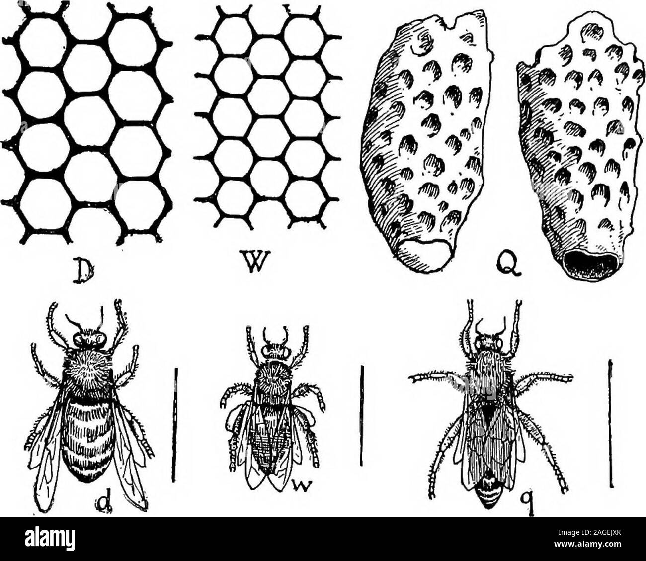 . Grundzüge der Zoologie. ddition zu diesem Paar von Drüsen, es gibt in der Arbeitnehmer threeother Drüse Systeme. Dieser, der zweite und dritte Paare gemeinsame zentrale Steckdose thementum einen, und der Speichel, der reichlich gemischt mit Nektar während des Ansaugens absondern. Thefourth Paar ist klein, und theducts Öffnen nur innerhalb der mand - ible. Die letzten drei Paare ofglands sind auch in droneand Queen gefunden. Die Methode der Zuführung der Biene unterscheidet sich deutlich in den drei Arten. In der Arbeiter, der Honig Angesaugt von Blumen ist mit Speichel vermischt, übergibt die Speiseröhre hinunter in das Erntegut, von dort durch die Öffnung Stockfoto