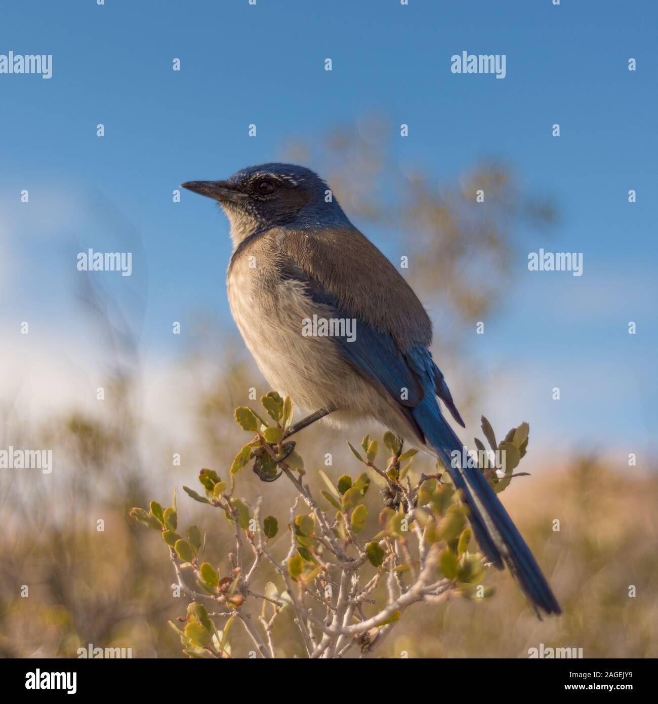 Bluebird Stockfoto