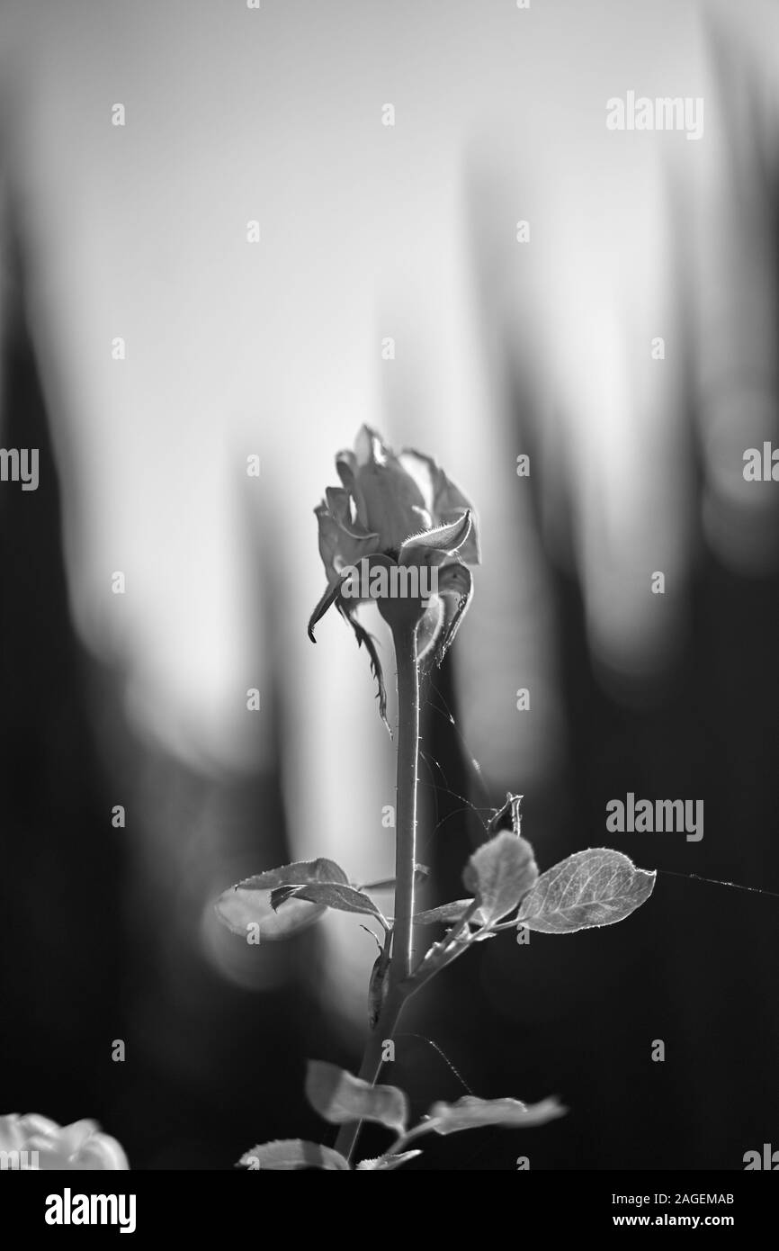 Vertikale Graustufenaufnahme einer Rosenblume mit einer Spinne Web auf einem verschwommenen Hintergrund Stockfoto