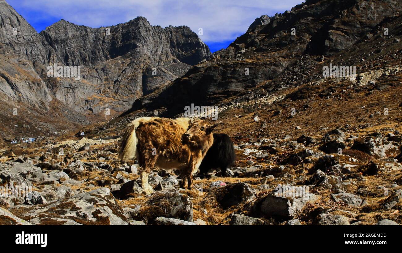 Die Yak (Bos grunniens) Ist das Roaming in den Höhen des Himalaya an Sela Pass in der Nähe von tawang in Arunachal Pradesh in Indien Stockfoto