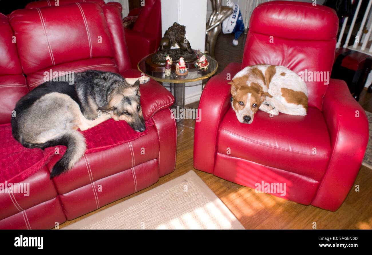 Zwei Hunde ruhen in ihren großen, roten Stühlen. Stockfoto