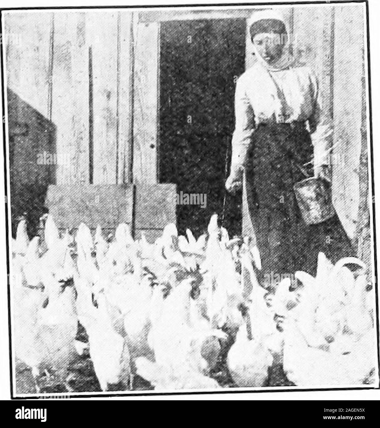 . Dollar und Richtung in der Geflügel... Eine LEKTION IM WERT PREIS natürlich Da ich ihren Kurs in poultryI wird sicher gut machen. Letzten Dezember und Januar HABE ICH 98P***" £ im Monat Januar hatten legten sie ein. Insgesamt 891 Eier am 27. Februar thI gekeult £ ut 45 entsprechend Ihrem Sys- tem und während des Monats MarchtheV legte insgesamt 886 Eier. So youseV durch, dass ich m°" als "gottenHi nrice des Kurses von einem les-Sohn, Pande t° hV?est von ihnen sind nur asgood. Ich gebe Ihnen einen Bericht von myif Forts am Anheben y° "nS-c" HF 1 Cthe eigsspring, und wie die Vitalität der eggshas erhöht Stockfoto