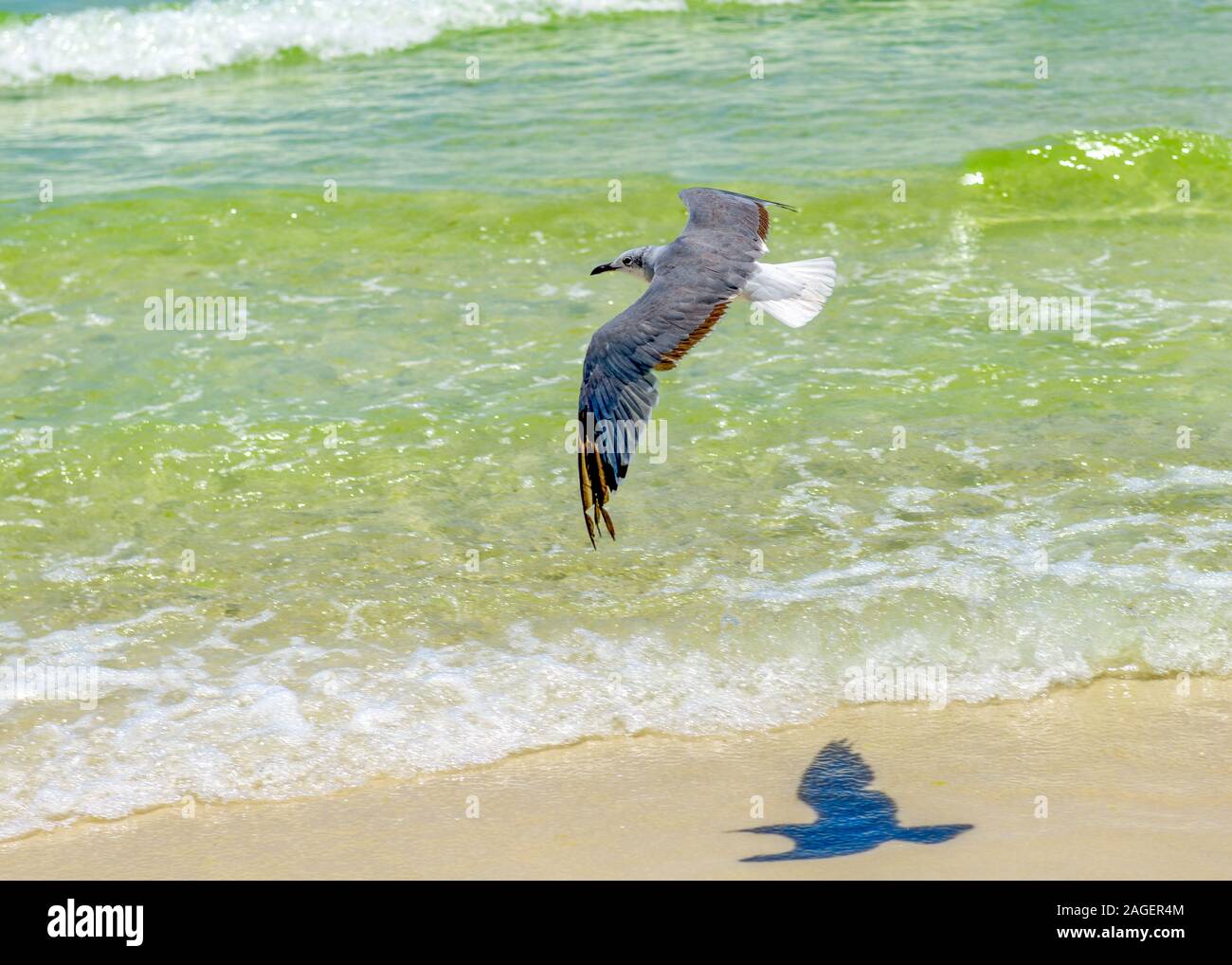 Laughing Gull (atricilla Leucophaeus) Fliegen über Strand mit Wellen und smaragdgrünen Wasser im Hintergrund Stockfoto