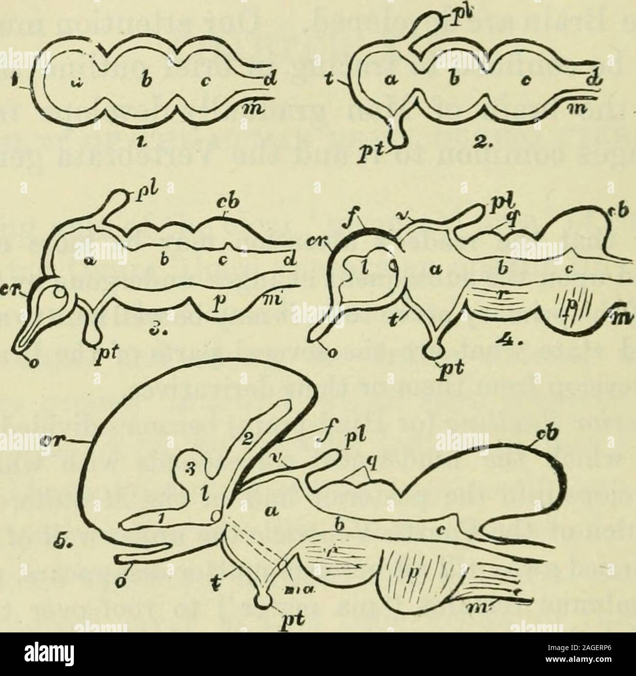 . Das Gehirn als Organ des Geistes. 8 ioelli 7 ig (oder Mid-brain) bietet die Matrix im oberen Teil der deveiojDS Optic Lappen oder CorporaQuadrigemina (Abb. 122, q). Vom unteren Teil sind differentiatedprolongations aus der faserigen Spalten der Netzkabel und Medulla, bekannt als der zerebralen Pp. duncles (r). Der Hohlraum innerhalb dieser Swell-ing schrittweise verringert, bis der Mann sie weiterhin nur als narrowpassage (6) zwischen den Buchsen der Hinterbeine und des Fore-brain (der Vierten und Dritten Yeutricles) {a c). Diese Passage ist knownas der Sylvian Aquädukt. Die anteriore Schwellung (oder Fore-Gehirn) Stühle Stockfoto