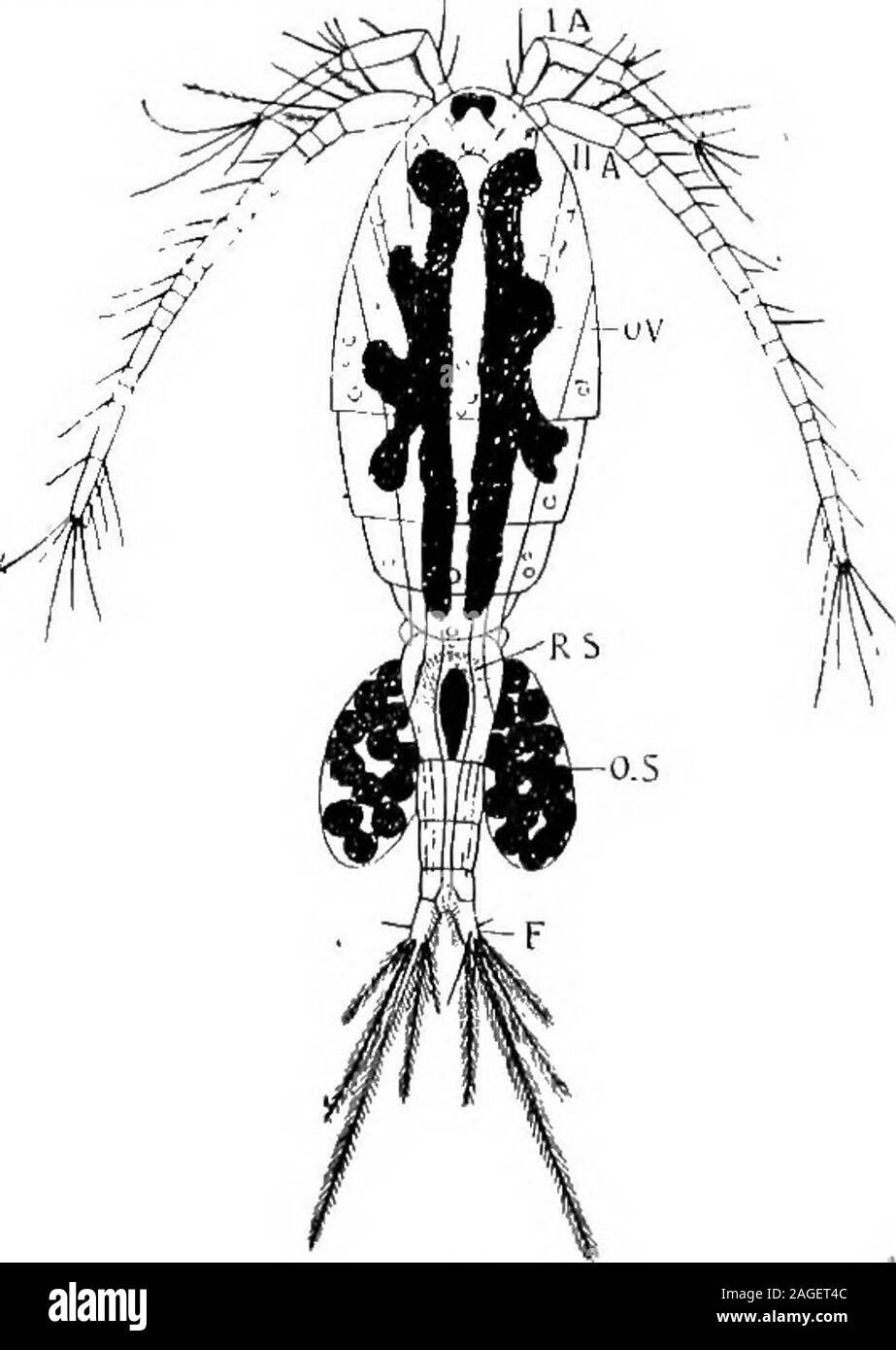 . Grundzüge der Zoologie. Abb. 156.- CypriSy Seitenansicht, nach Entfernung der ein Ventil.- Nach dem Zenker.-I., Auge; A. Ich., erste Antennen; A, 2^zweite antennse; MN., Kiefer; J7Tx. i, erste Maxilla; 13392.z, zweite MAXILLA; y./, /. s^thorakale Beine; Ab. Ich rudimentäre Bauch.. Abb. 157.-Cj/f/tJ/^j Art. Ich A.i erste Antenne; II A.^ zweite Antenne; £? K, Eierstock; R. S^t Receptaculum seminis; OS., ovisac; /., kaudale Gabel. // F i ENTOMOSTRACA. 303 Um 3. Copepoda. - längliche Krebstieren, die in der Regel mit unterschiedlichen Segmenten. Es gibt keine dorsale Schale. Es gibt fünf Paar biramosethoracic Anhängsel, aber das letzte Ma Stockfoto