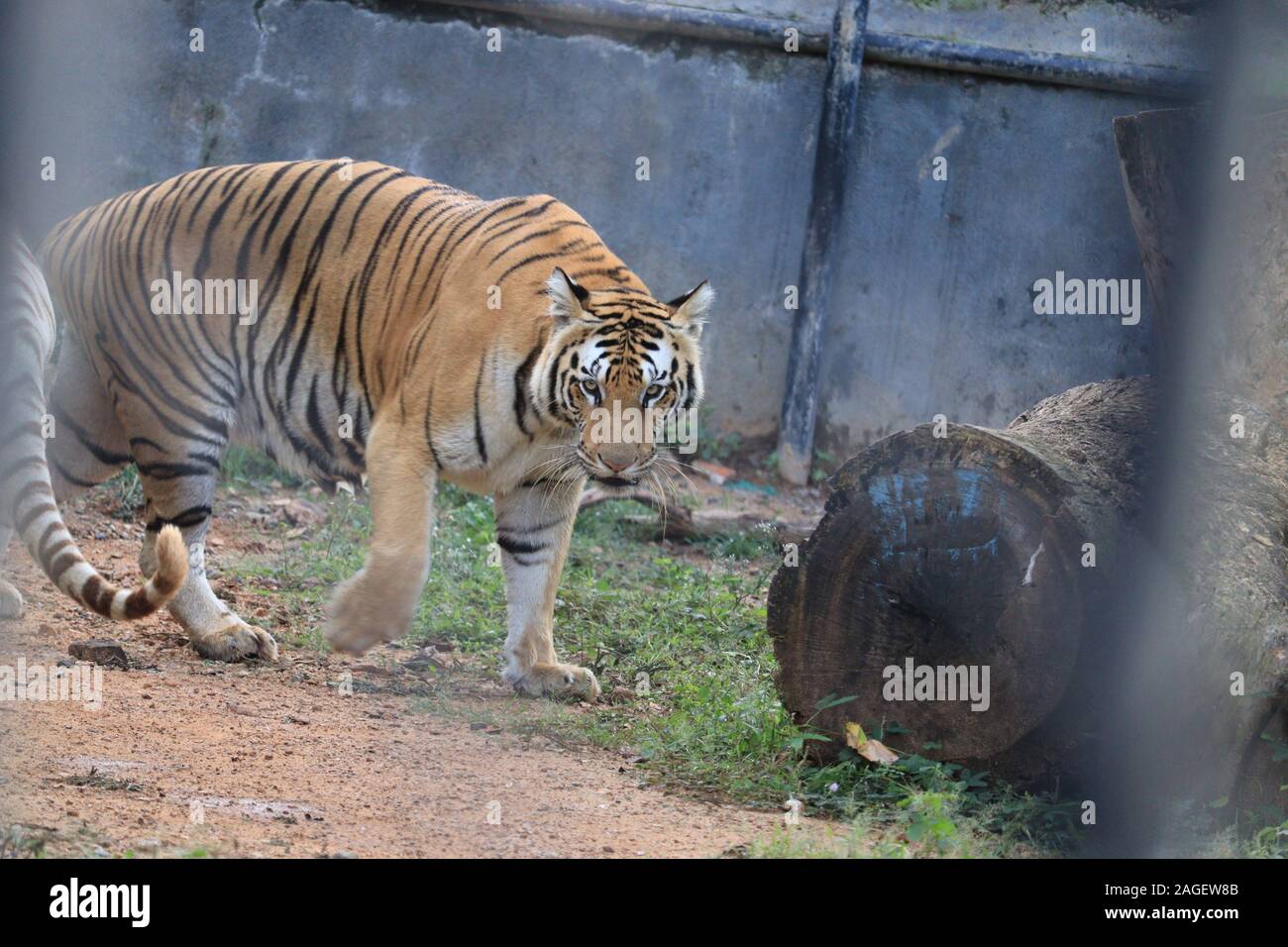 Große tiger Männchen in der Natur Lebensraum. Tiger weg, während das goldene Licht Zeit. Wildlife Szene mit Gefahr Tier. Heißer Sommer in Indien. Trockenen Bereich mit Stockfoto