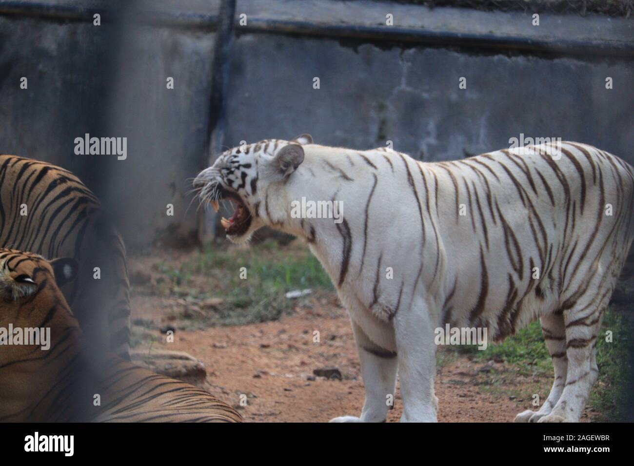 Großer weißer Tiger Männchen in der Natur Lebensraum. Tiger weg, während das goldene Licht Zeit. Wildlife Szene mit Gefahr Tier Stockfoto