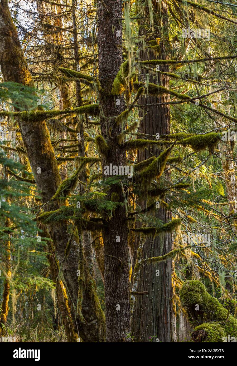 Wald detail, Herz O' the Hills Campground, Olympic National Park, Washington, USA. Stockfoto