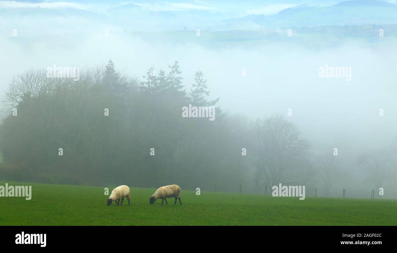 Nebeliger morgen in Ax Valley, East Devon von musbury Hill gesehen Stockfoto