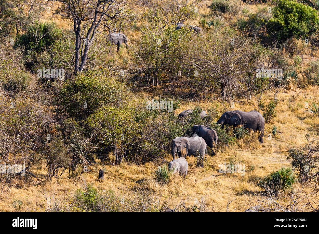 Elefanten, die im Gebüsch hüten, Savanne, Luftaufnahme, Okavango Delta, Hubschrauberflug, Botsuana, Südafrika, Afrika Stockfoto