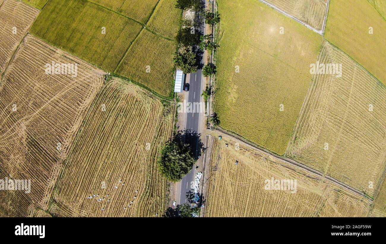 Reisfelder in der Erntezeit in Sidrap ricefield. Sidrap oder Sidenreng Rappang ist auch einer der am meisten Reis Hersteller im Bereich bekannt. Stockfoto