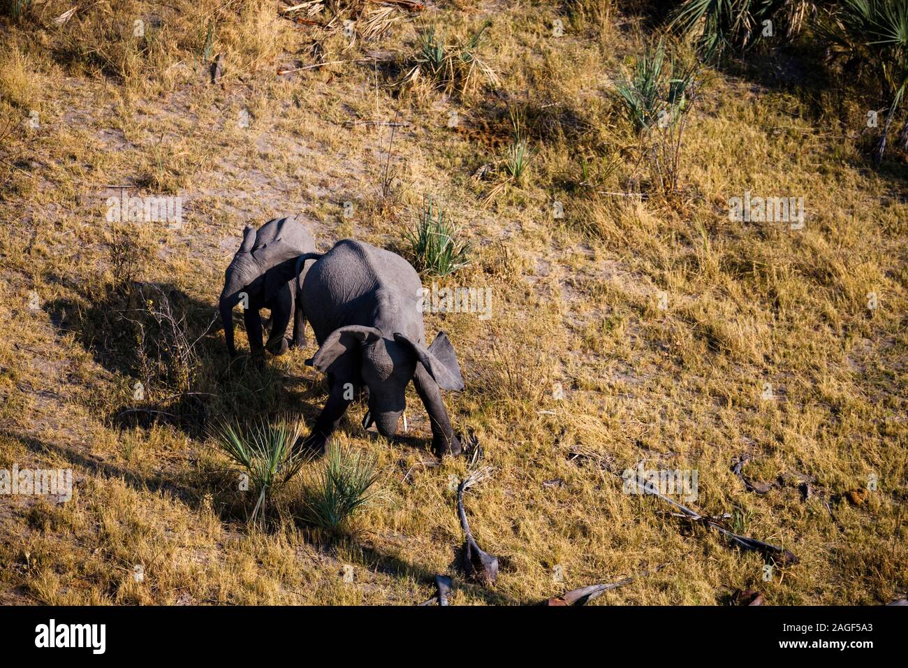 Elefant mit Kalb in Savanne, Luftaufnahme, Okavango Delta, per Hubschrauber, Botswana, Südliches Afrika, Afrika Stockfoto