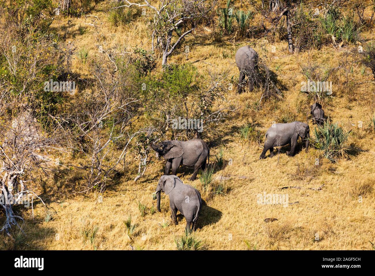 Elefanten, die im Gebüsch hüten, Savanne, Luftaufnahme, Okavango Delta, Hubschrauberflug, Botsuana, Südafrika, Afrika Stockfoto