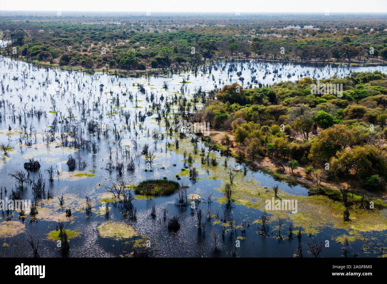 Grüner Sumpf und Feuchtgebiete, Fluss, Luftaufnahme des Okavango Delta, mit dem Hubschrauber, Botswana, Südafrika, Afrika Stockfoto