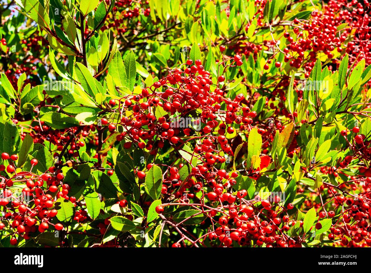 Leuchtend rote Toyon (heteromeles) Beeren, Kalifornien; Toyon wird auch durch den gemeinsamen Namen Christmas Berry und Weihnachten Holly aufgrund der auffälligen roten b bekannt Stockfoto