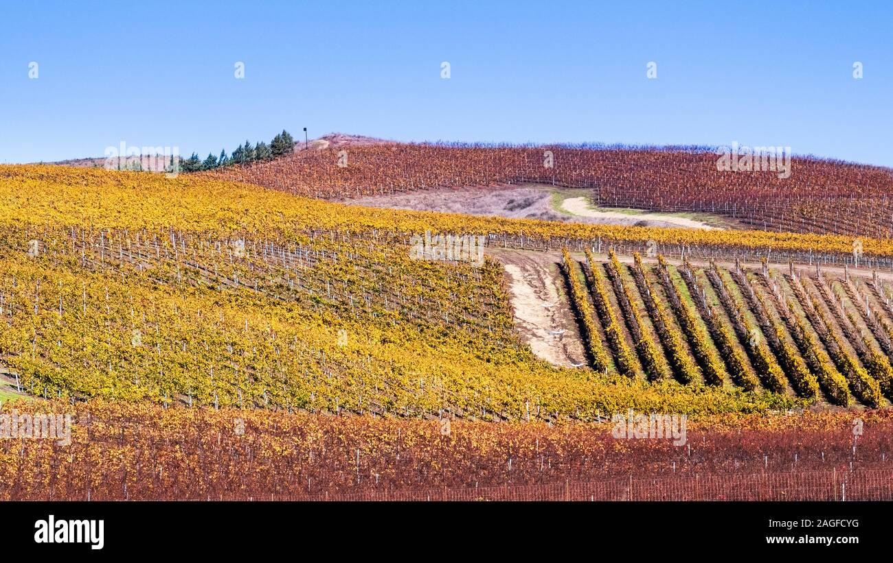 Herbst bunte Weinberge auf den Hügeln von Santa Barbara County, Kalifornien Stockfoto