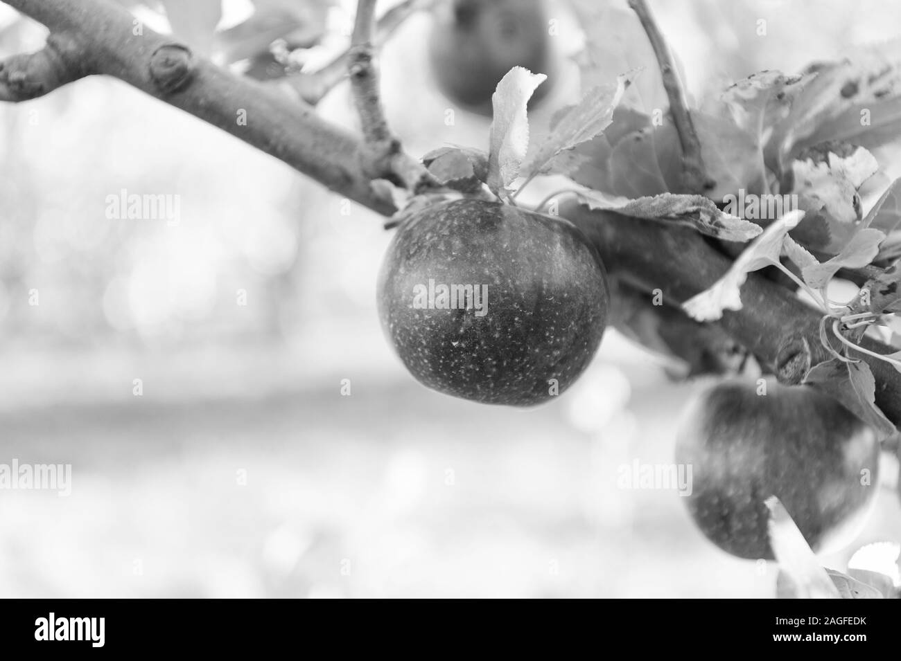 Reife Schönheit. Reife äpfel am Baum baumeln. Rote Äpfel am Zweig. Reif Saison für Früchte. Die Zeit der Ernte. Bereit zu essen. Weich und reif. Stockfoto