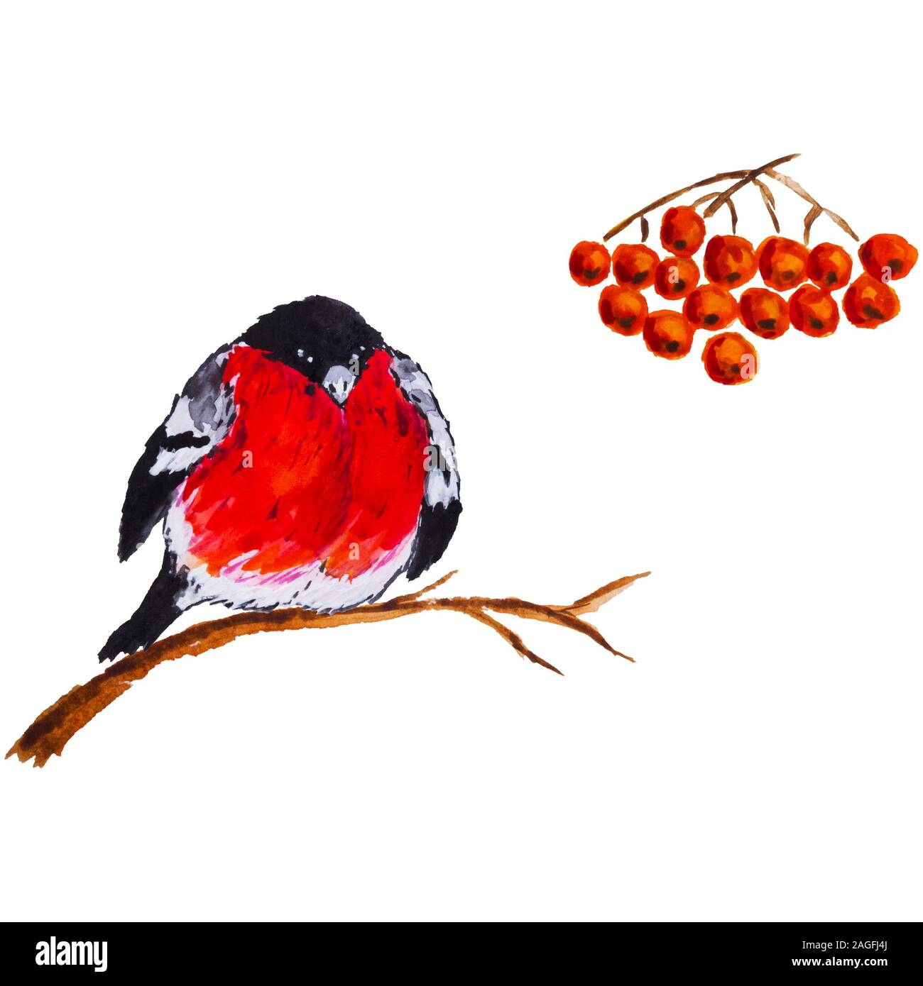 Aquarell Gimpel auf dem Ast und Rowan Berry auf weißem Hintergrund. Weihnachten Winter Szene. Stockfoto