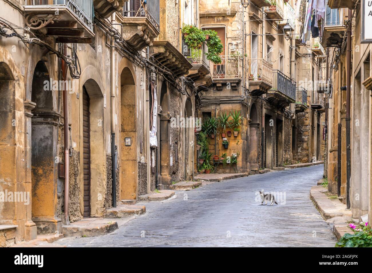 Katze auf der Straße in der historischen Altstadt von Modica, Sizilien, Italien, Europa | Katze auf die Straße, in der sich das historische Zentrum, Piazza Stockfoto