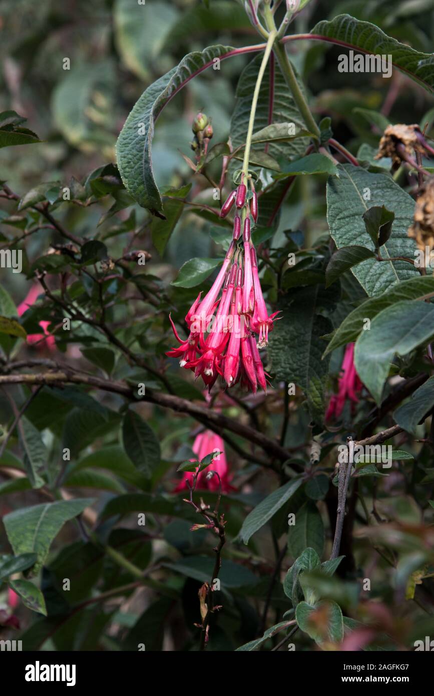 Fuchsia boliviana, das in Hazienda Chan Chan nördlich von Cuenca in Ecuador blüht. Stockfoto
