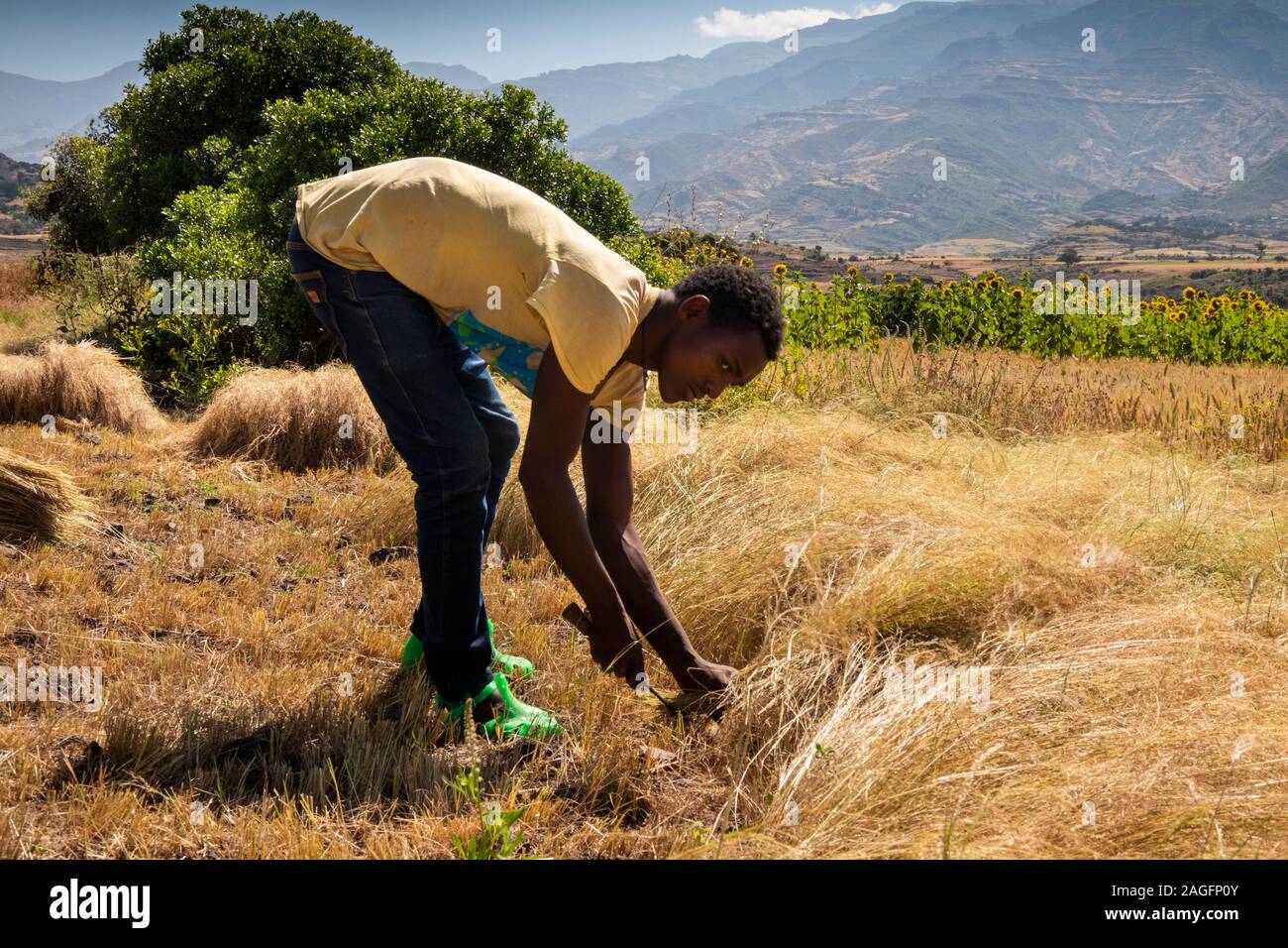 Äthiopien, Amhara-region, Lalibela, Yemrehanna Kristos, Landwirtschaft, mann Ernte tef Getreideernte von Hand Stockfoto