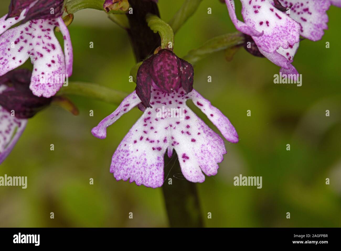 Lady Orchid (Orchidee purpurea), close-up der Blume, Kent, England, können Stockfoto