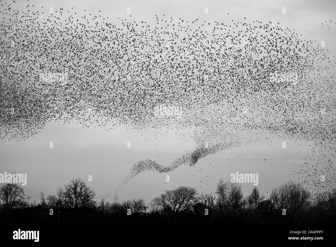 Common Starling, Sturnus vulgaris, murmuration, die wie ein Tornado der Vögel an ripon als in eine kommunale Roost zu helfen predation vermeiden Stockfoto