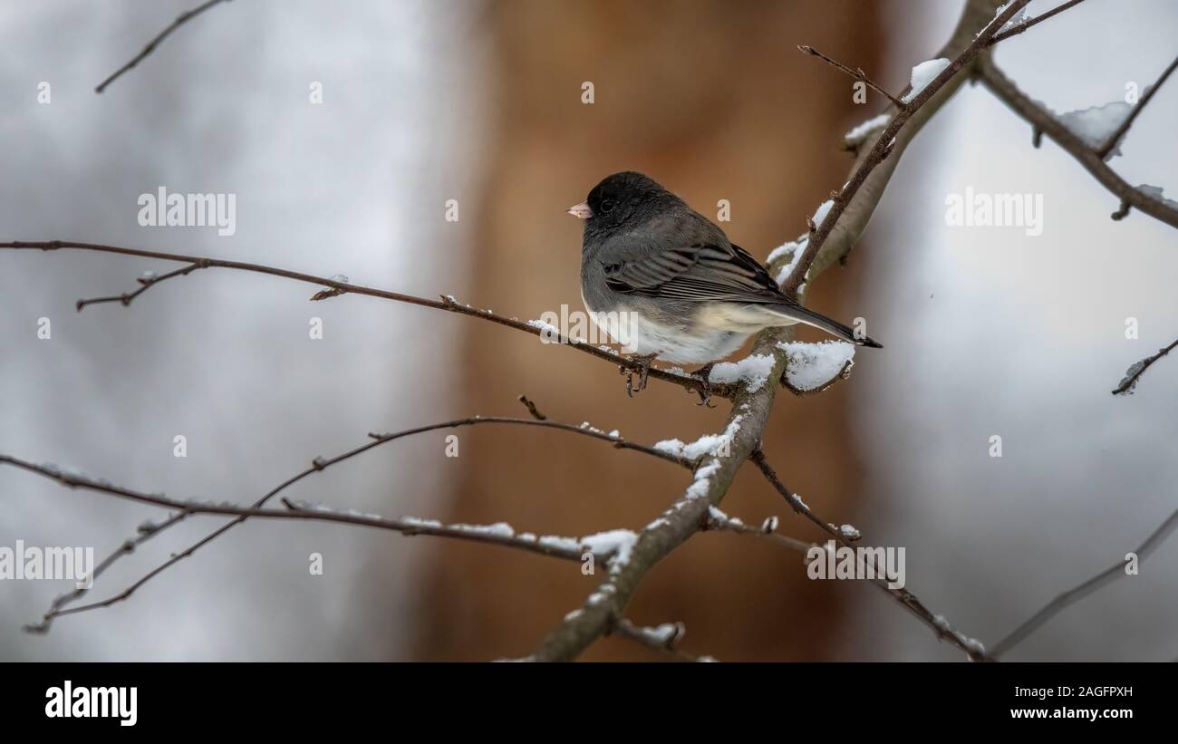 Dunkel-gemustertes Junco Stockfoto