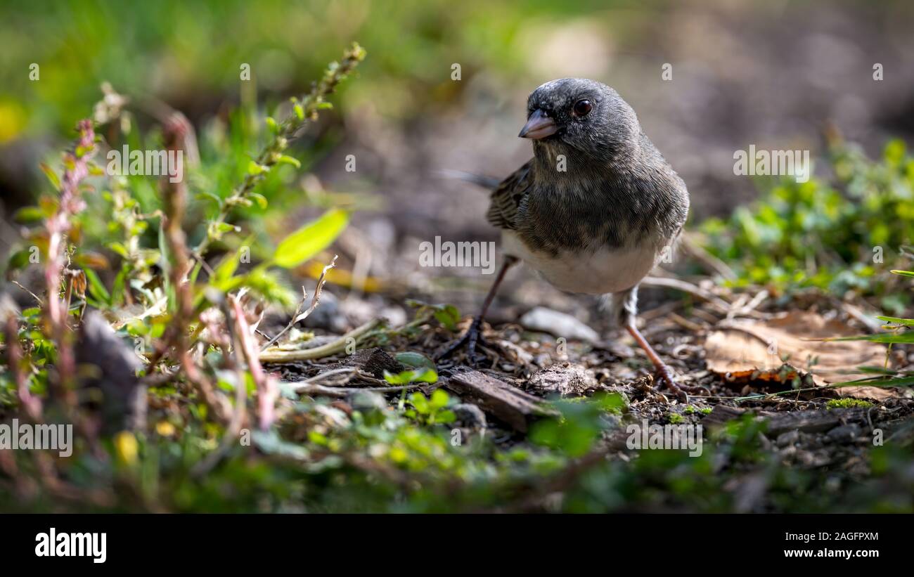 Dunkel-gemustertes Junco Stockfoto
