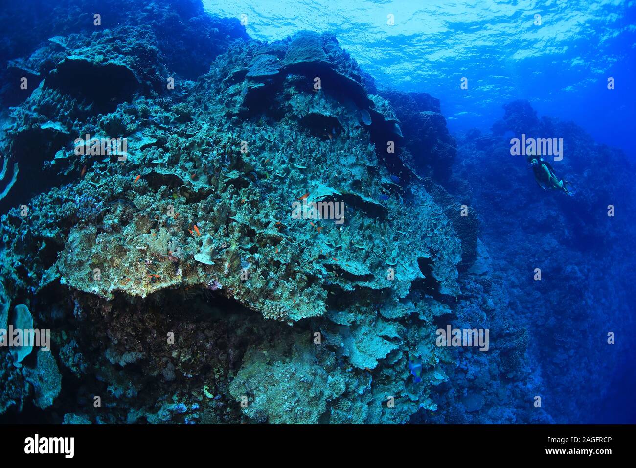 Riesige Koralle Struktur der Daedalus Riff im Roten Meer Stockfoto