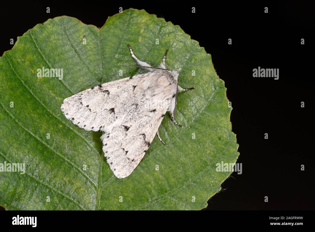 Miller Motte (Acronicta Leporina) ruht auf Blatt, Wales, Juni Stockfoto