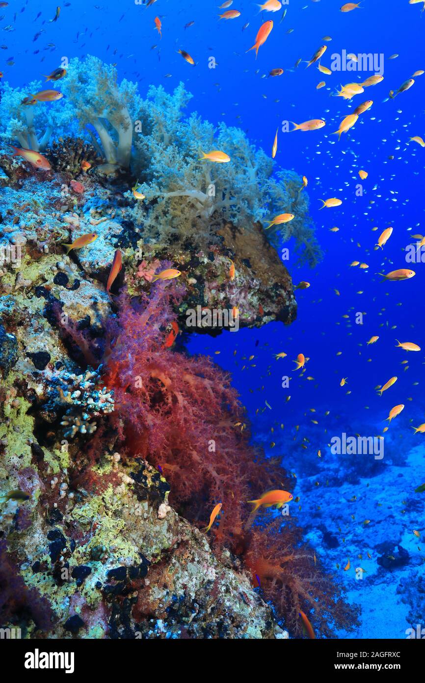 Fische Im Roten Meer Bersicht