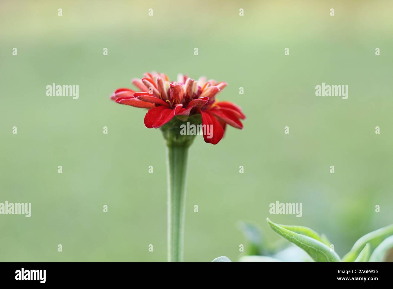 Rote Farbe ringelblume Blume Stockfoto