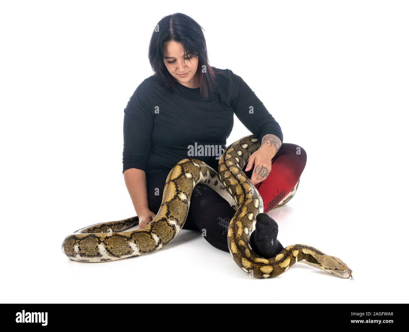 Netzpython vor weißem Hintergrund Stockfoto