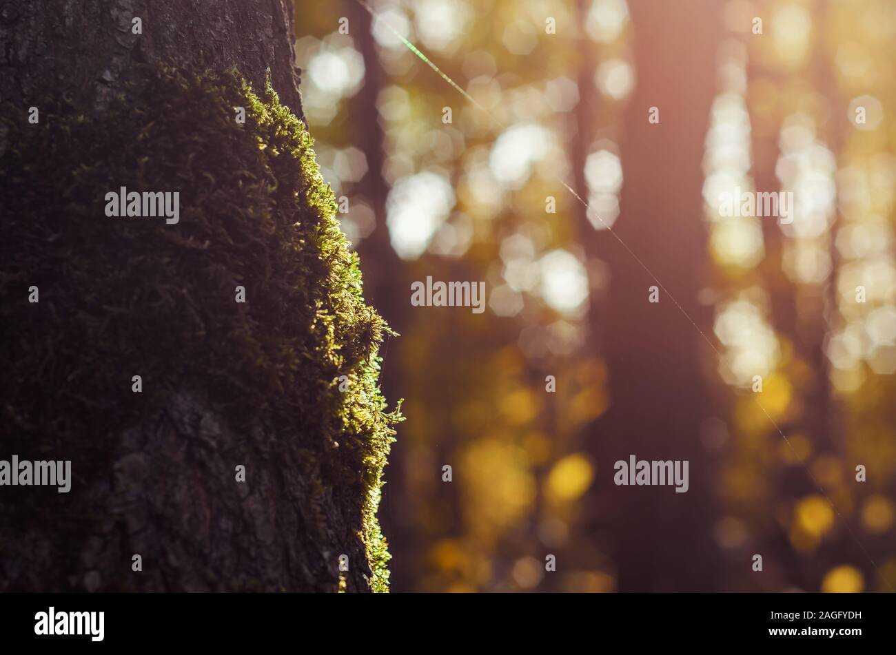 Moos auf einem Baum im Wald, Nahaufnahme, Abendsonne. Stockfoto