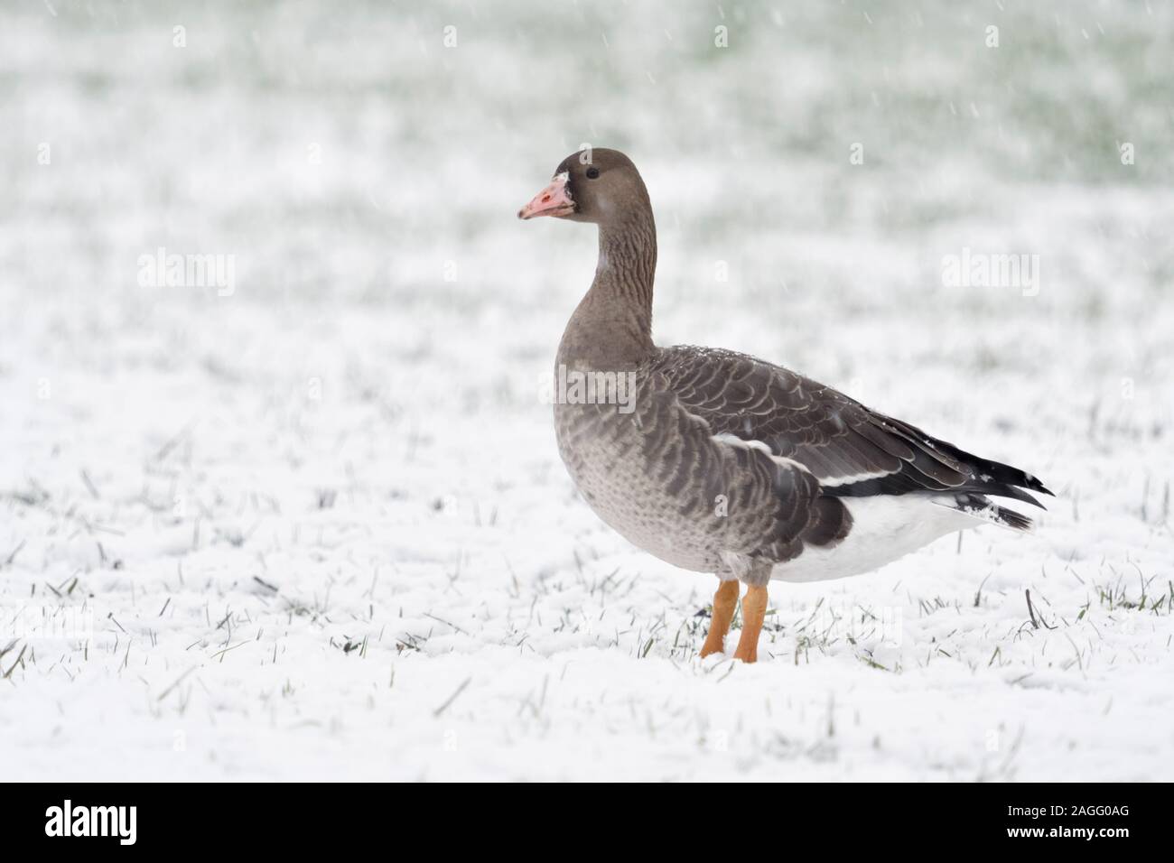 Mehr white-fronted goose/Blaessgans (Anser Albifrons), jungen Vogel im Winter, stehend auf Ackerland, in starker Schneefall, Wildlife, Europa. Stockfoto