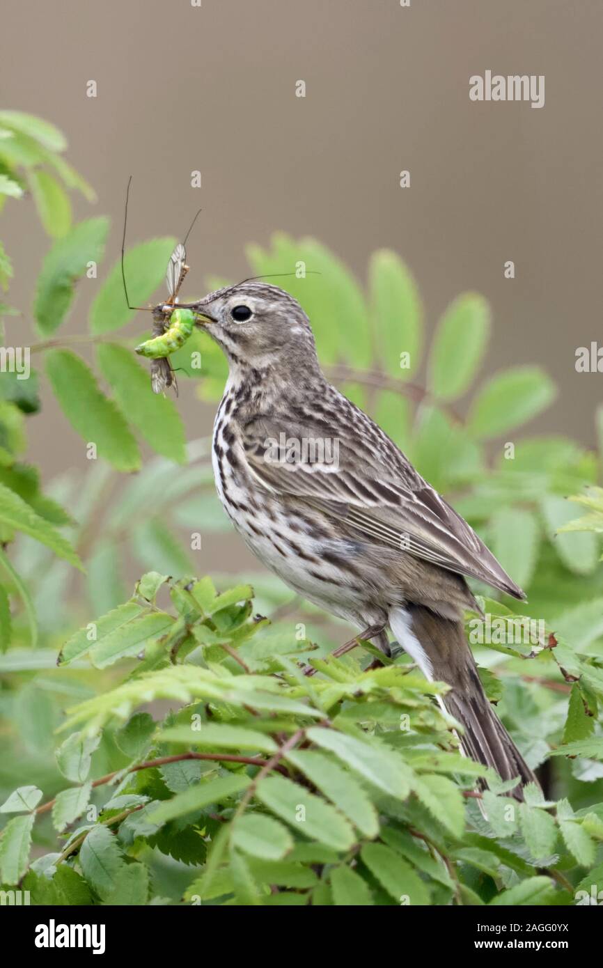 Wiesenpieper / Wiesenpieper (Anthus pratensis) in einem Busch gehockt, holding Beute in seinem Schnabel zu füttern Küken, Wildlife, Europa. Stockfoto