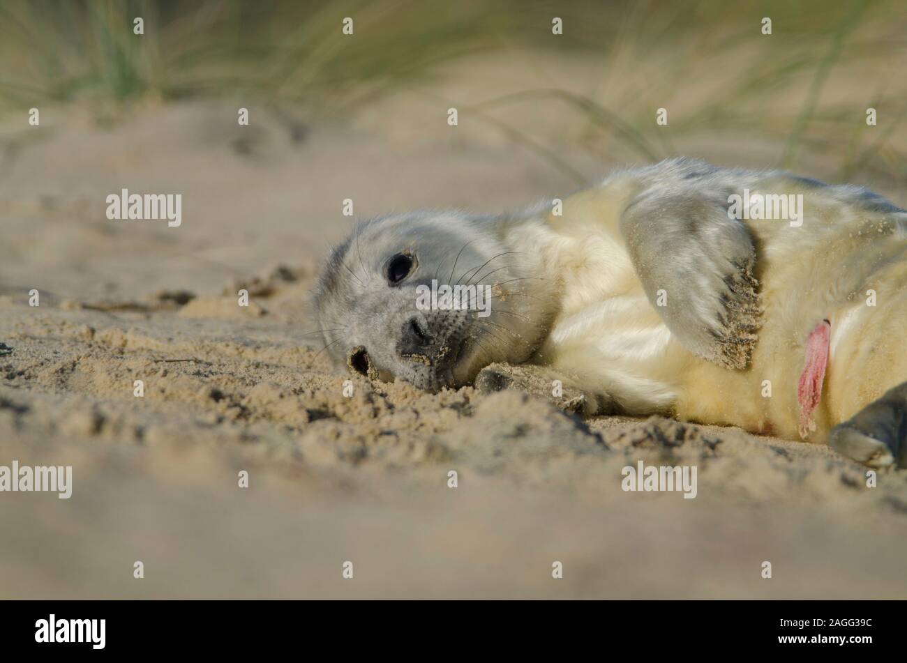 Graue Dichtungen bei Winterton auf Meer Strand Stockfoto