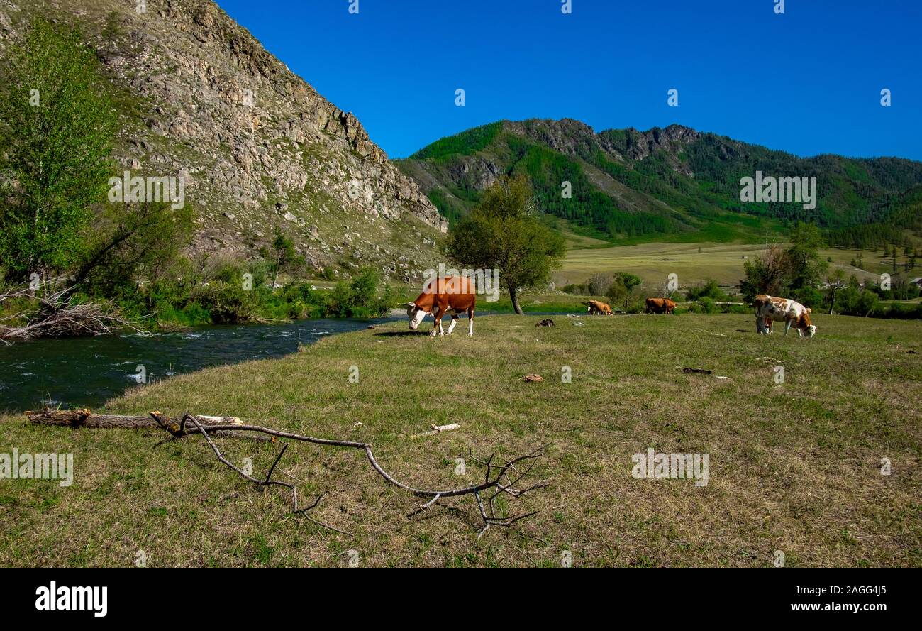 Kühe grasen am Ufer eines Baches in der Republik Altai Stockfoto