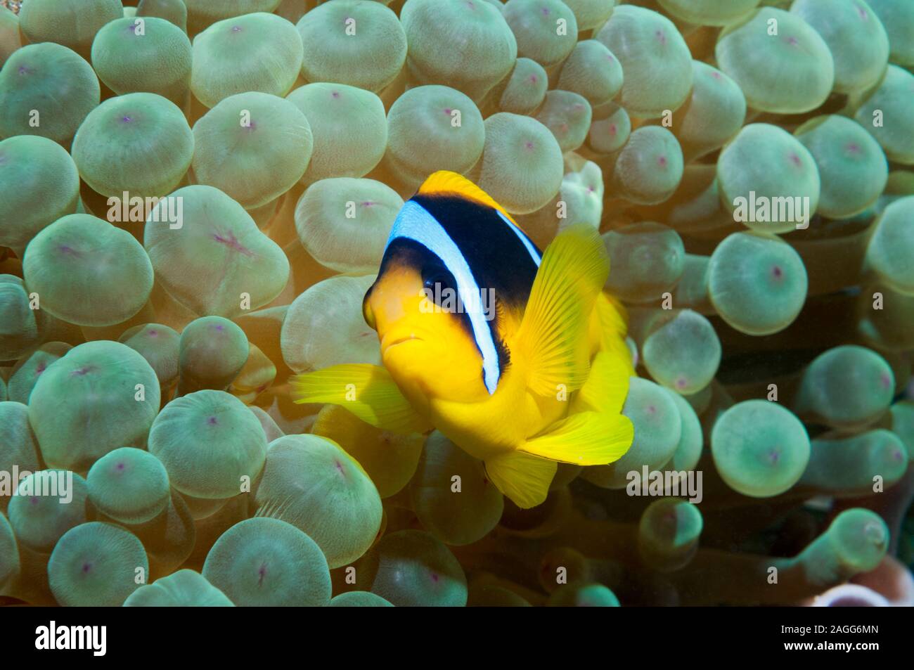 Rotes Meer anemonenfischen (Amphiprion bicinctus), Anemone. Ägypten, Rotes Meer. Stockfoto