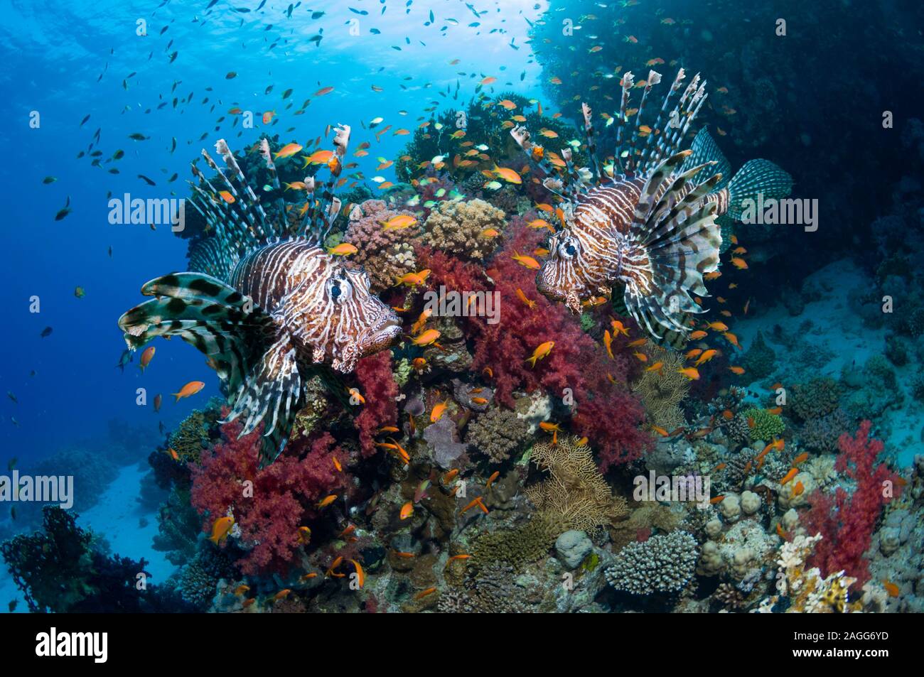 Rotes Meer Rotfeuerfisch oder Turkeyfish über Korallen Riff mit Weichkorallen. Stockfoto