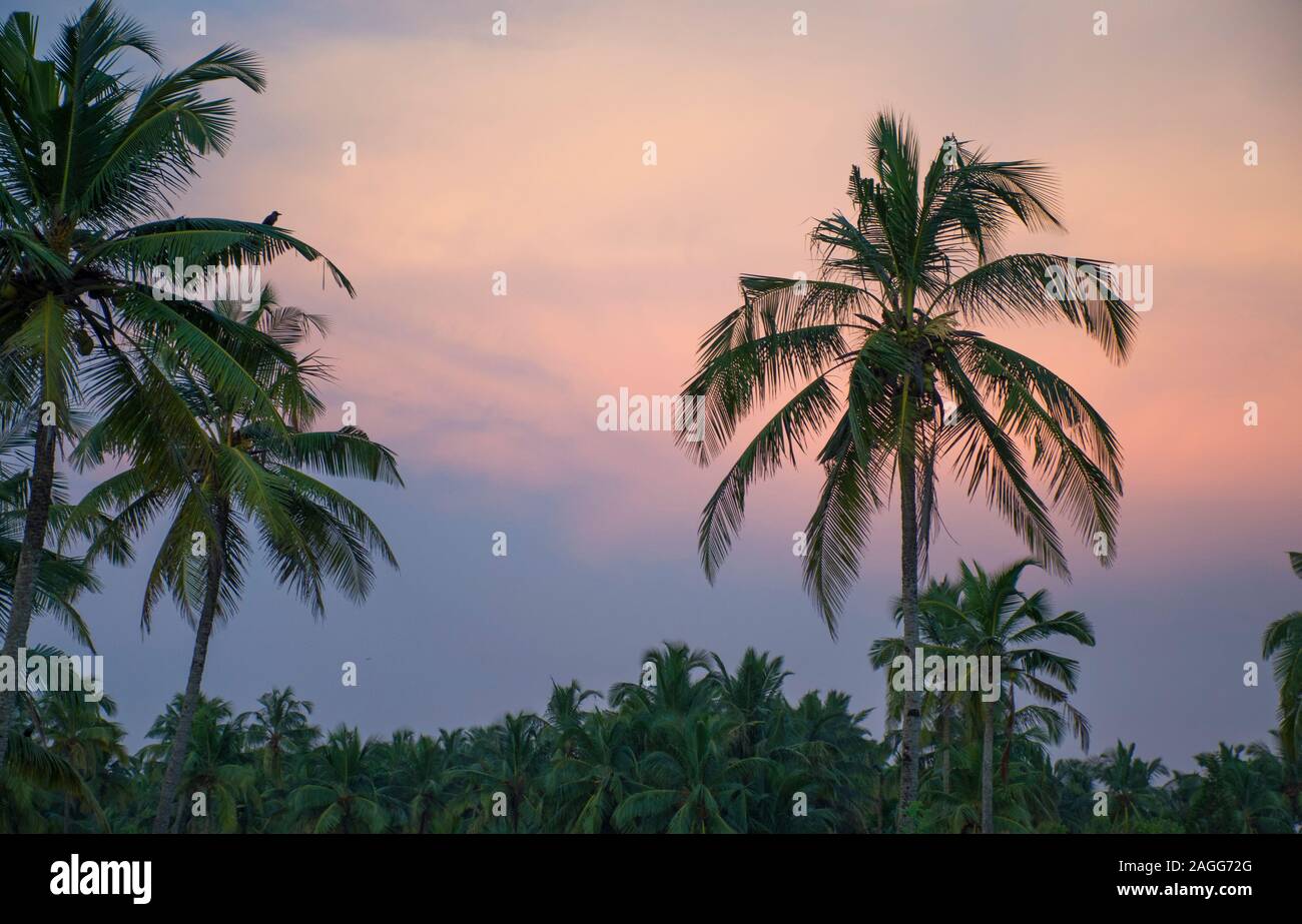 Tropische Landschaft Sonnenuntergang unter den Baum Stockfoto