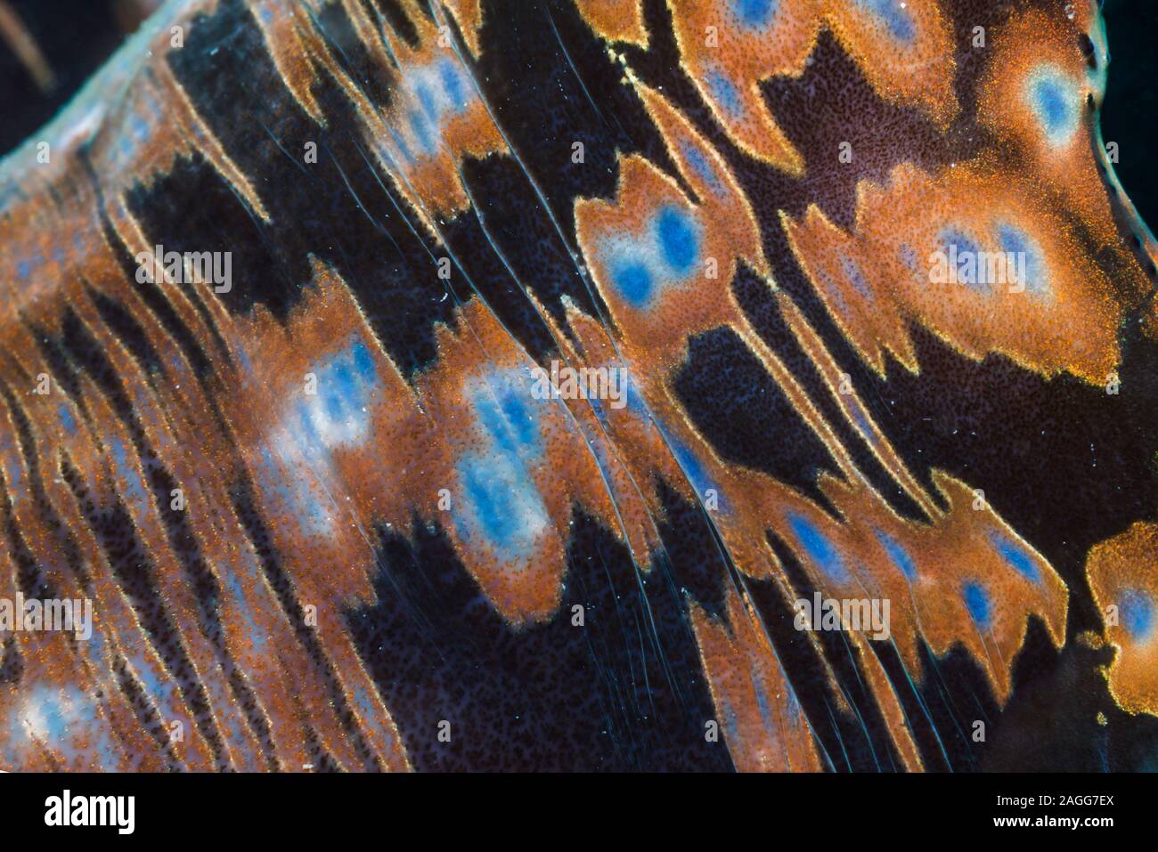 Auf Mantel der Riesenmuschel Tridacna gigas] [Muster. West Papua, Indonesien. Indo-West Pazifik. Stockfoto