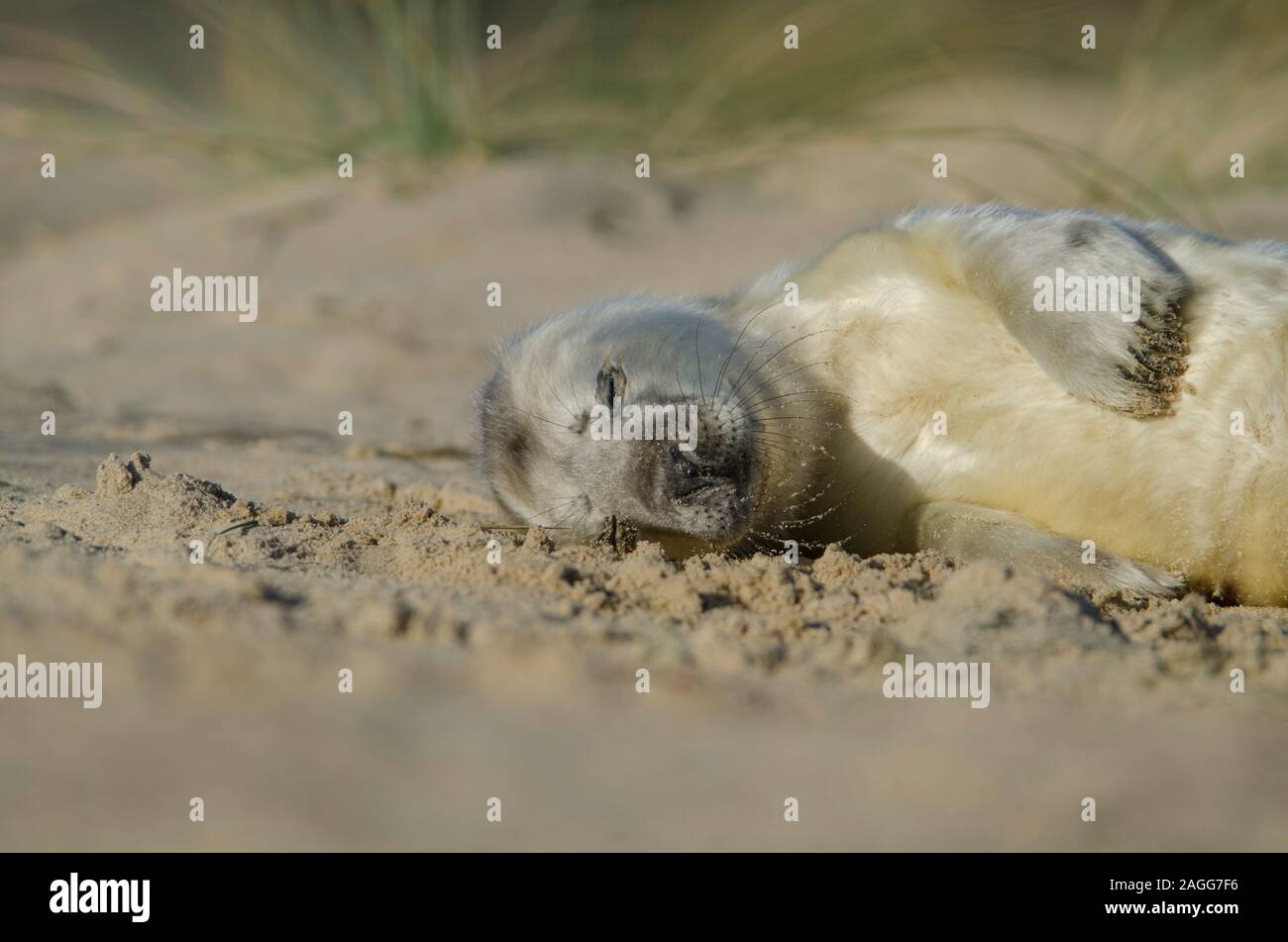 Graue Dichtungen bei Winterton auf Meer Strand Stockfoto