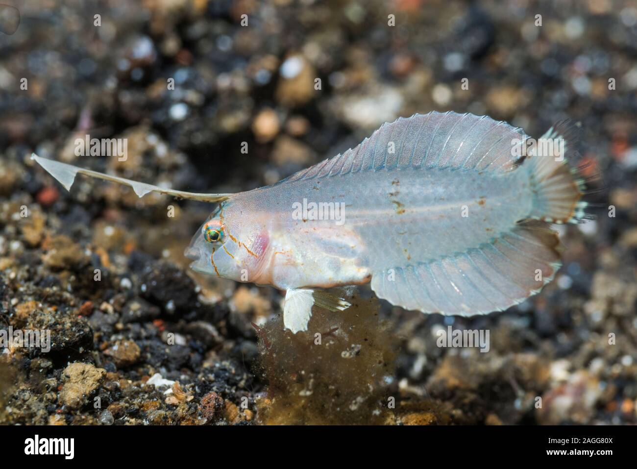 Peacock Razorfish [Iniistius pavo] Jugendlicher. Stockfoto