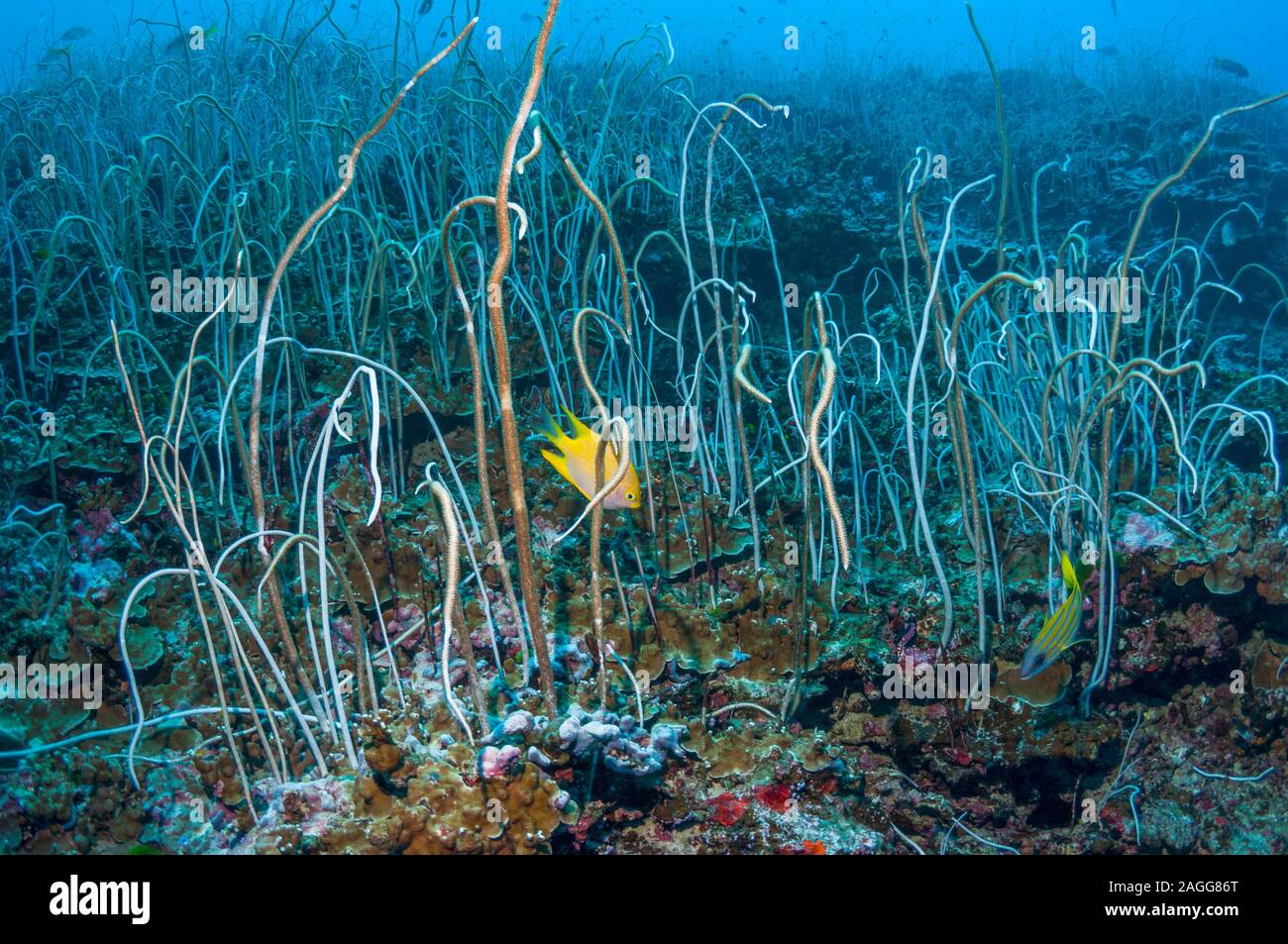Zarte meer Peitschen [Junceella fragilis] Wald mit einem Goldenen Riffbarsche [Amblyglyphidodon aureus]. Similan Inseln, Andaman Sea, Thailand. Stockfoto
