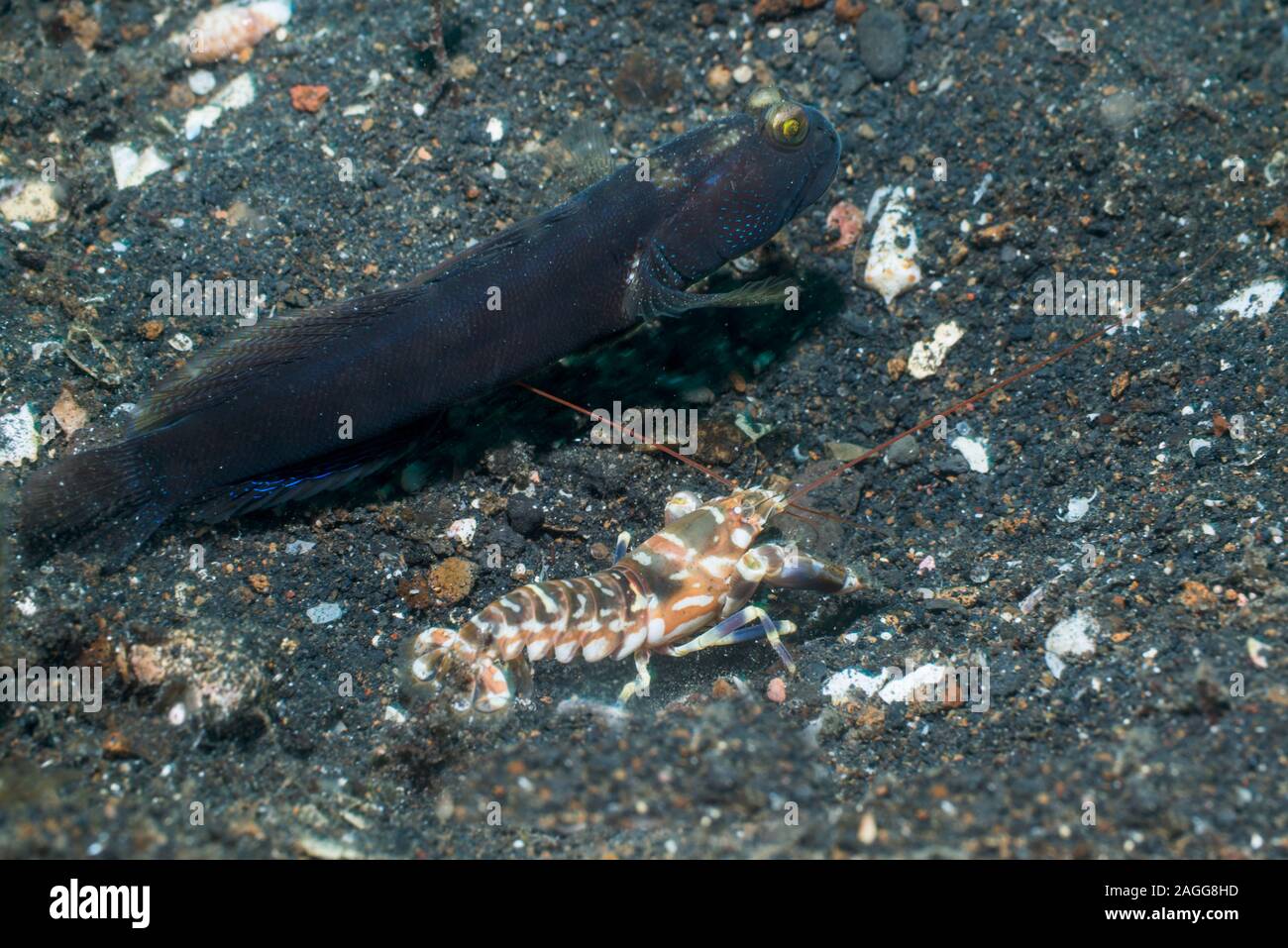 Gebänderte Shrimpgoby Cryptocentrus cinctus [CF] mit einem Tiger Snapping Shrimp [Alpheus bellulus]. Lembeh Strait, Nord Sulawesi, Indonesien. Stockfoto