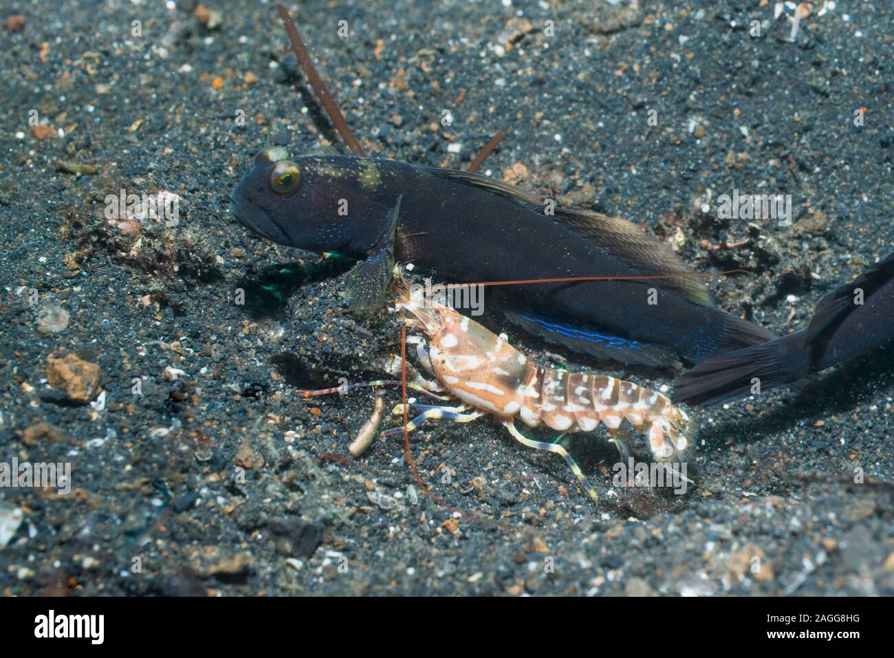 Gebänderte Shrimpgoby Cryptocentrus cinctus [CF] mit einem Tiger Snapping Shrimp [Alpheus bellulus]. Lembeh Strait, Nord Sulawesi, Indonesien. Stockfoto